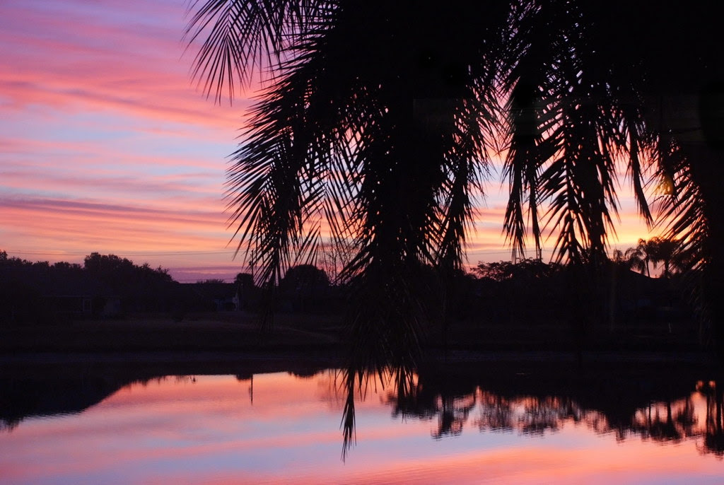 Acdsee palm