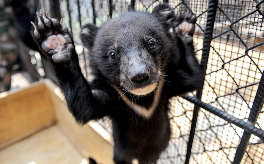 One of 22 smuggled moon bear cubs waving at the camera at Yunnan Wild Animal Park in Kunming ...