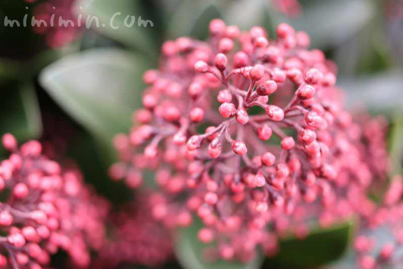 シキミア スキミア の花の写真 花言葉 名前の由来 みみみんブログ