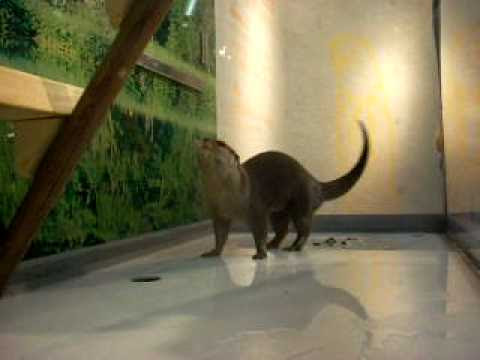 Have You Ever Seen An Otter Poop?