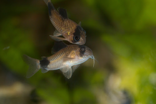コリドラスが浮く 一体何の病気なの 熱帯魚 淡水魚 海水魚の図鑑