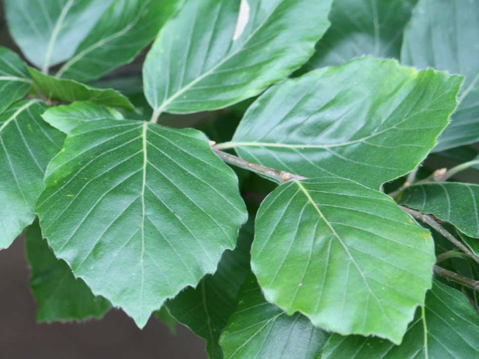 ヨーロッパブナ