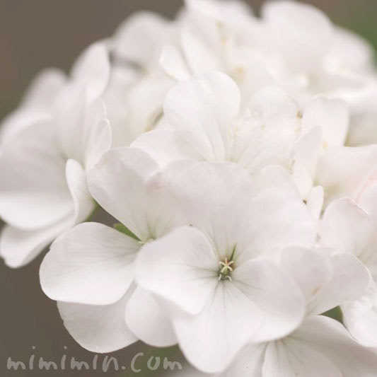 ゼラニウムの花言葉 色別 と誕生花 みみみんブログ