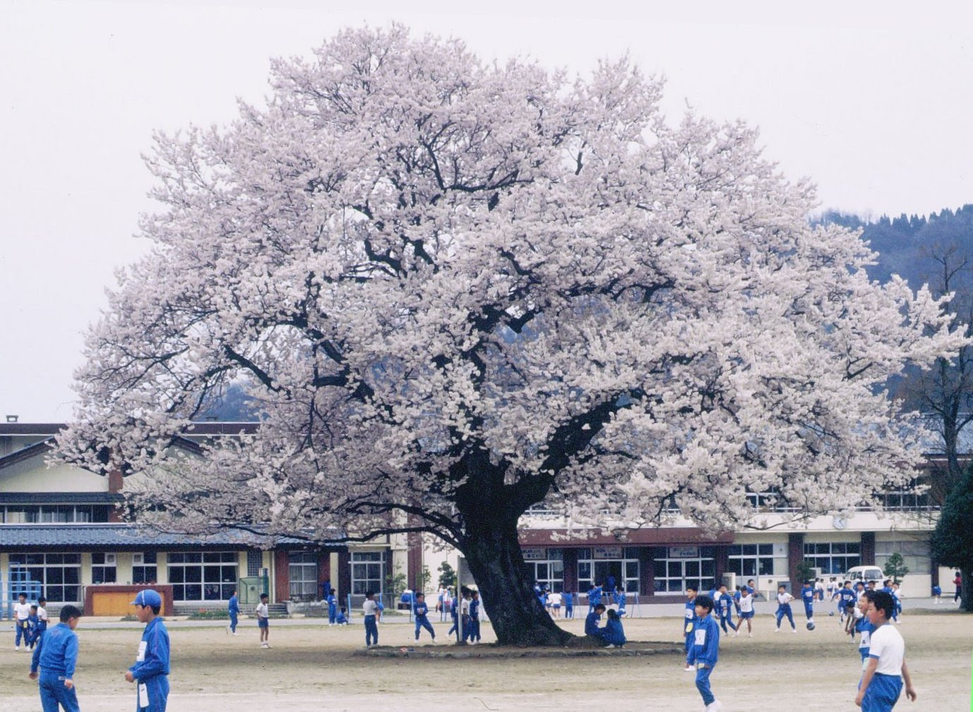 味真野小学校の桜 桜としてはまれに見る大木で 市文化財に指定されている 樹種はエドヒガンと思われる 明治38年に植樹したものを昭和4年に味真野小学校 に移植した