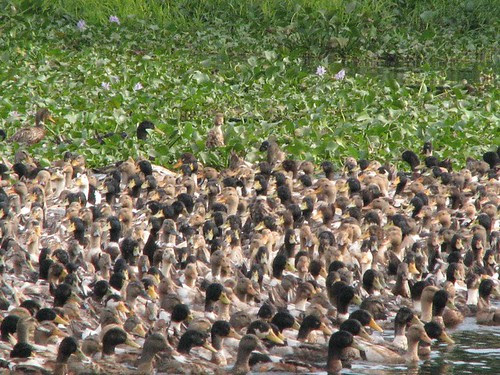 Ducks