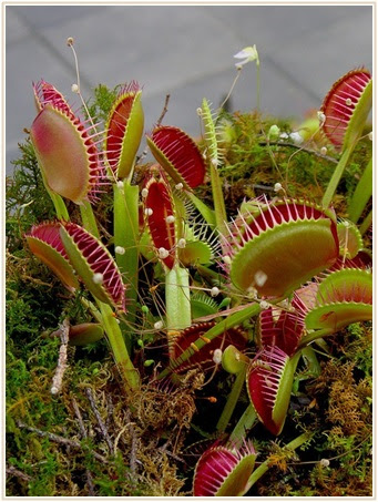 虫も人も虜になる食虫植物の魅力と捕食の種類 何故虫を食べるの Lettre Du Nature