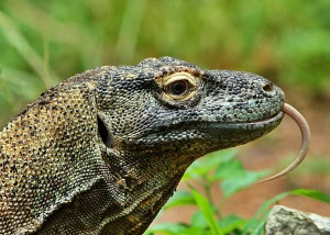 Komodo dragon