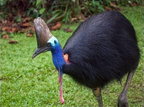 flora  fauna khas papua barat daftar flora fauna