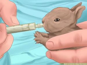 Caring For Newborn Baby Rabbits Zooh Corner Rabbit Rescue