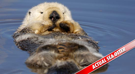 0321_sea_otter