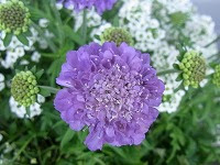 ４月２６日の誕生花 スカビオサの花言葉 恵まれぬ恋 朝の花嫁 のセイヨウマツムシソウ 西洋松虫草 わたしはすべてを失った 弥生おばさんのガーデニングノート 花と緑の365日 楽天ブログ