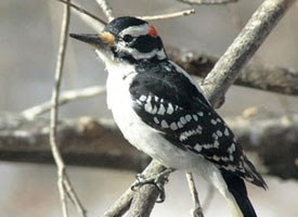 Hairy Woodpecker Photo