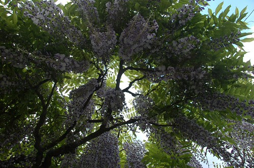 Wisteria, Osborne Garden, Brooklyn Botanic Garden