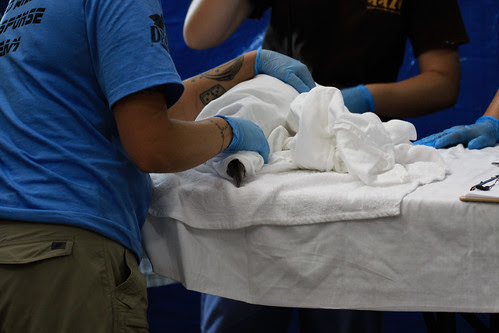 Northern Gannet getting an  examination