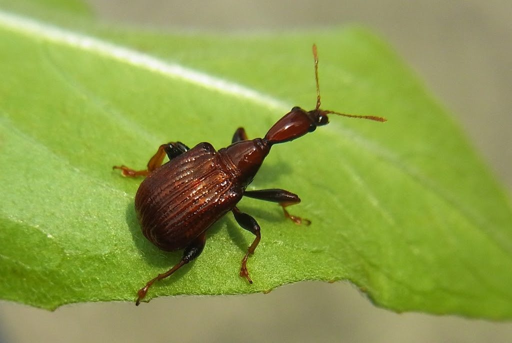 オトシブミ歩けばゾウムシが佇む 夏井いつきの いつき組日誌