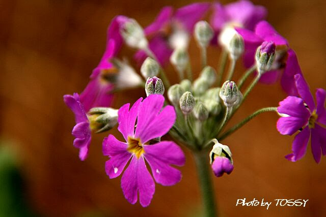 西洋サクラソウ 花日記 今日の花