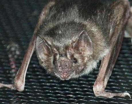 Vampire Bat Vampire Bats Feeding. Vampire Bat