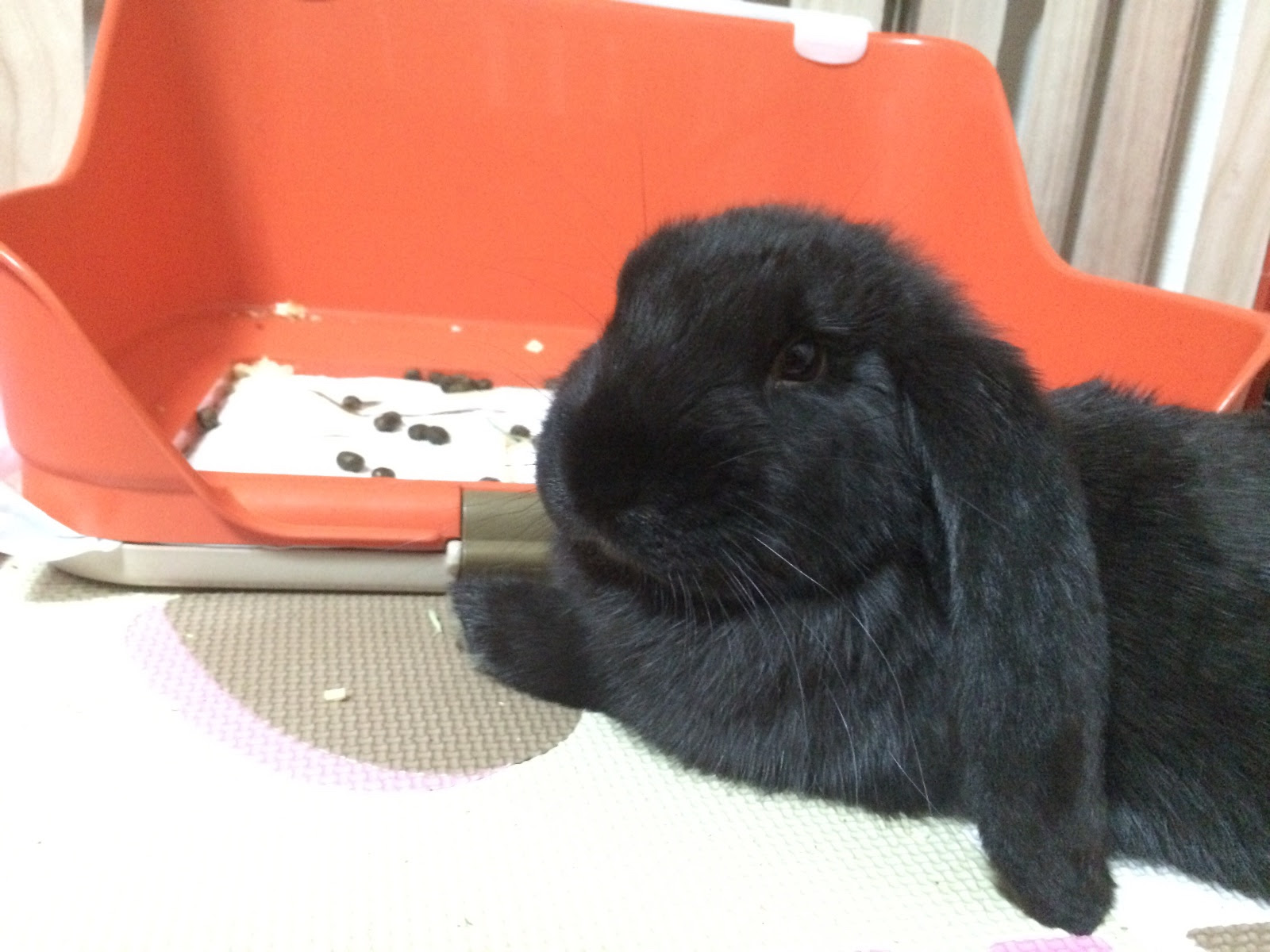 うさぎの飼育環境 大型うさぎの場合 フレンチロップ まったりぷーちゃん日和
