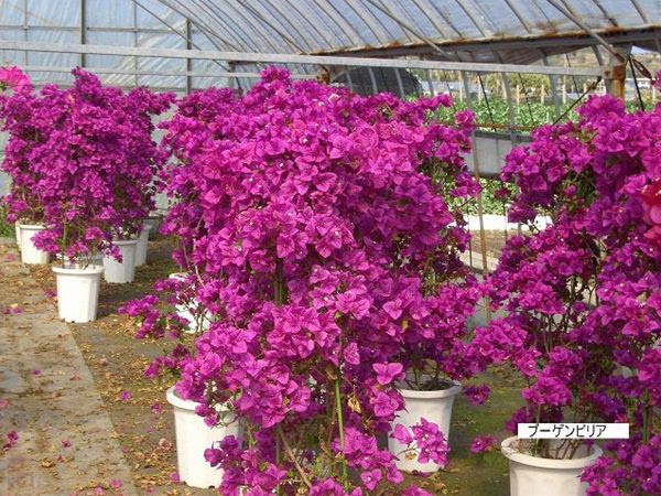 ブーゲンビリア みずほ造園 公式サイト Official ヤシ類 南洋植物 生産 販売 造園 観葉植物の専門店