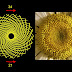 Fibanacci - La secuencia de Fibonacci - YouTube : The fibonacci numbers are the numbers in the following integer sequence.