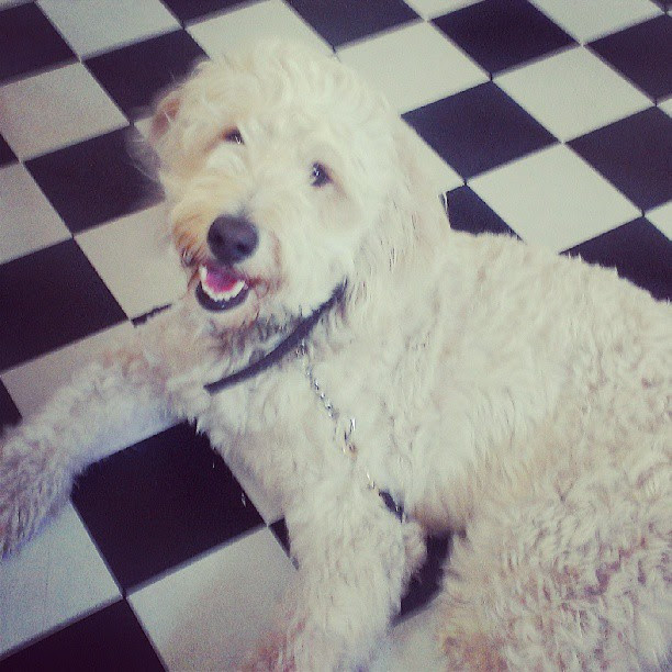 Hot dog...hello heat wave!