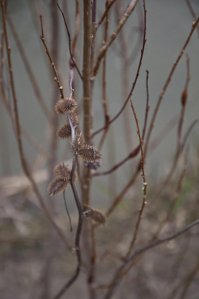 burrs of old