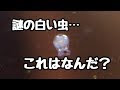 小さな 白い 虫 966393-白い 小さな 虫