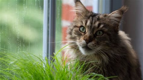 Most of the active ingredients. How to Protect Your Indoor Plants from Cats - GardenTipz.com