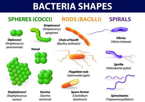 structural aspects   bacterial organisms