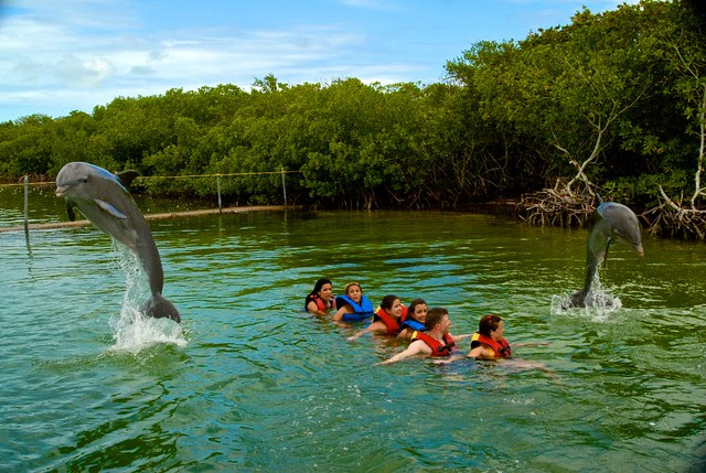 anteketborka.blogspot.com, dauphins8