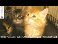 選択した画像 スコティッ��ュフォールド 猫 里親 マ��チカン 182621