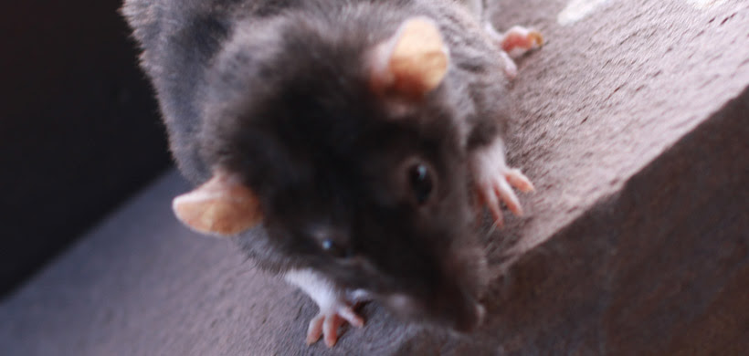 Do Rats Bite Sleeping Babies