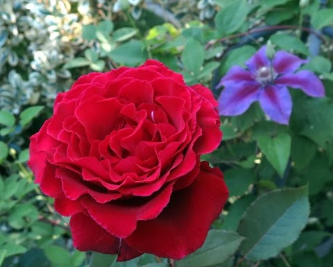gambar bunga mawar merah asli