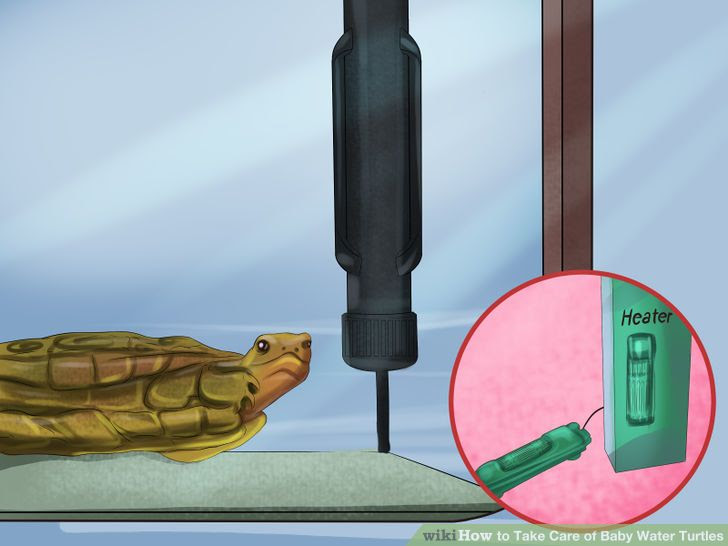 Take Care of Baby Water Turtles Step 19.jpg