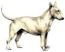 Bull Terrier