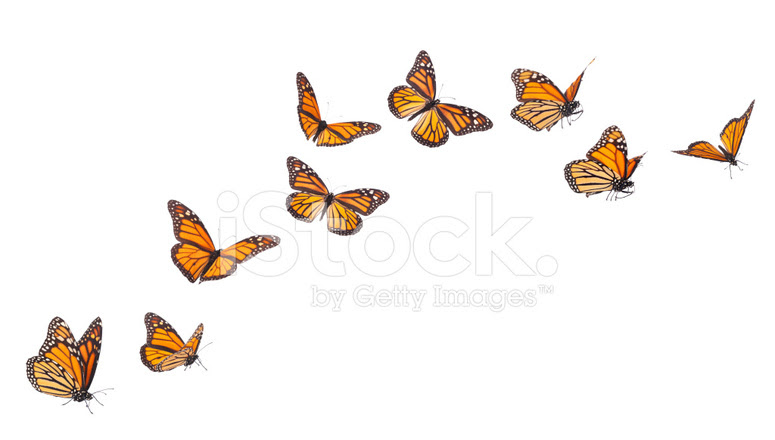 Butterflies Flying Drawing at GetDrawings | Free download