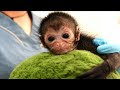 √ 100 ou plus maman singe et son bebe 252028