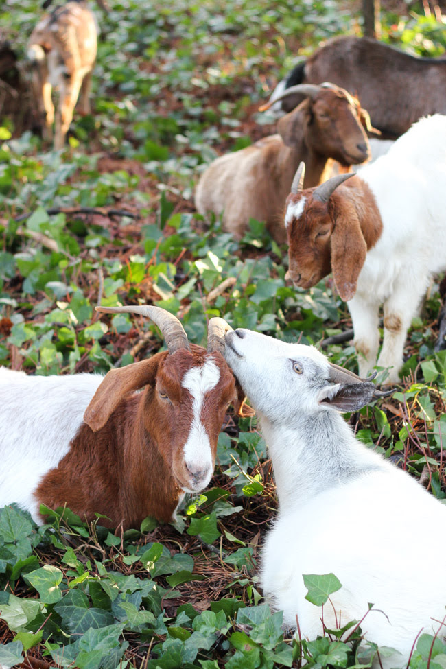 Everything you need to know about renting goats for ivy removal. (Yes, that's a thing!)