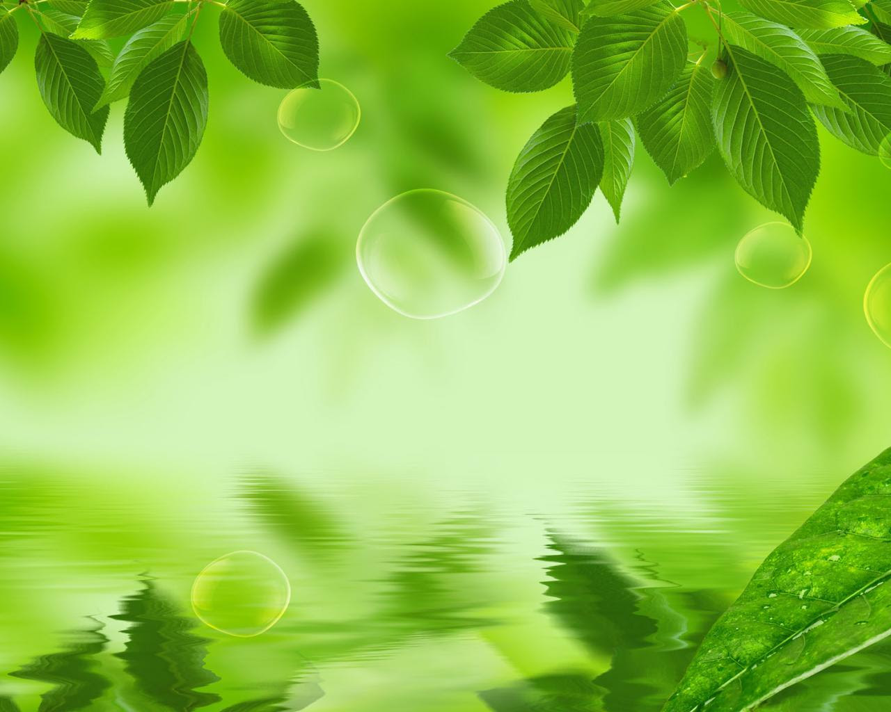 Green Leaves Wallpapers Wallpaper Cave Green Leaves Wallpapers Wallpaper Cave