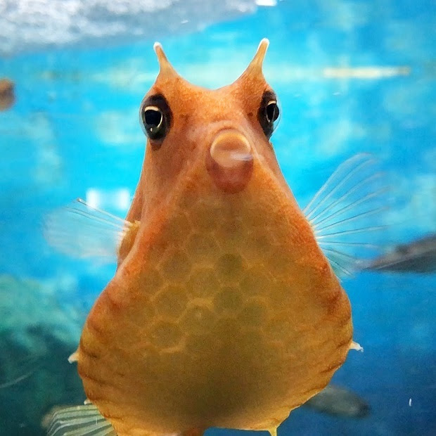 かわいいフグさんたち 須磨海浜水族園 海のさかな水槽 会いに行ける動物たち
