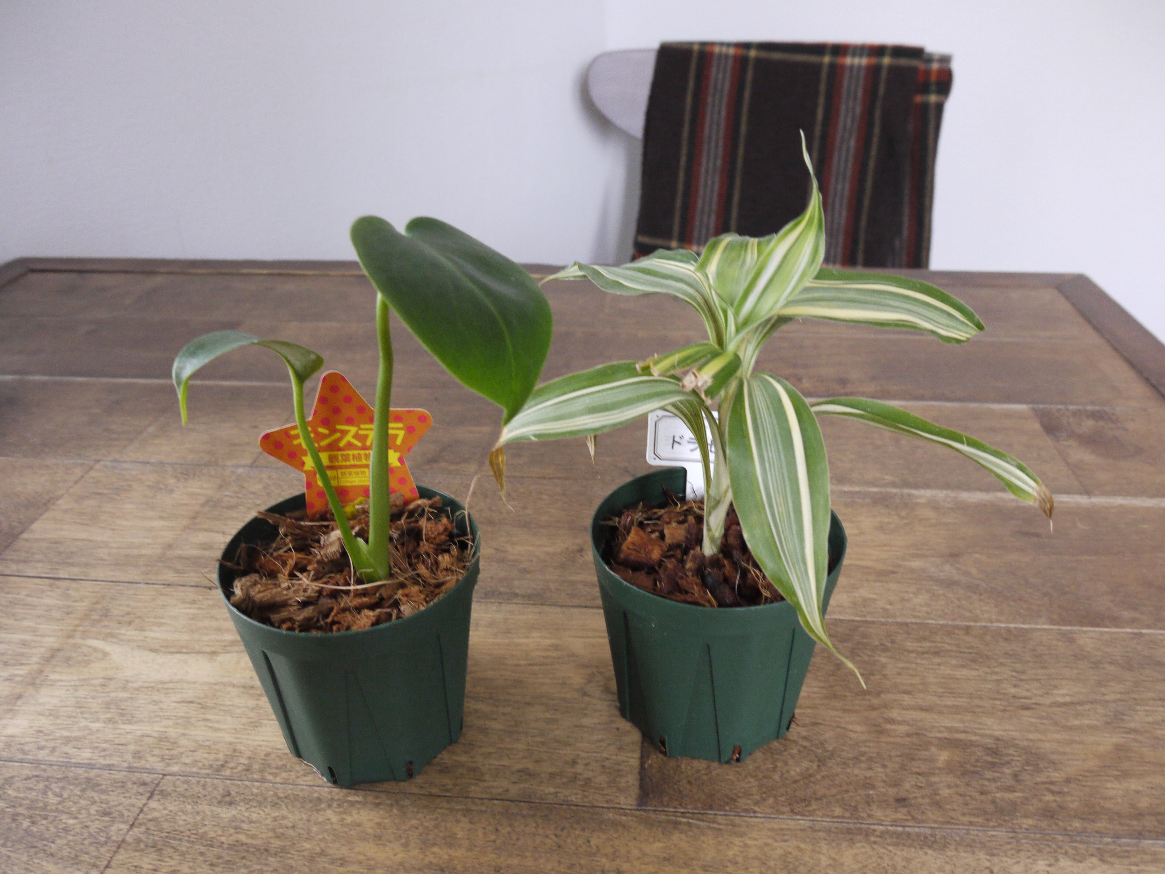 100均植物の成長 モンステラとドラセナがやってきた ぴすけの庭