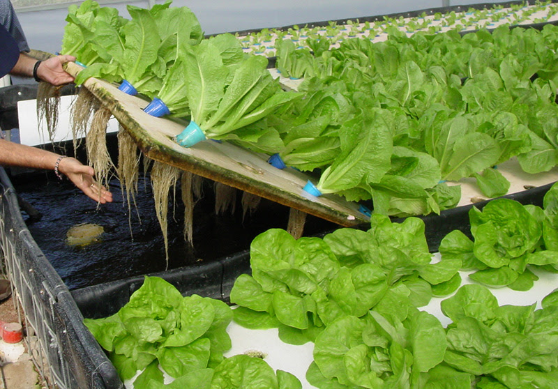 Why Aquaponic Farrming Is Crucial To Our Survival
