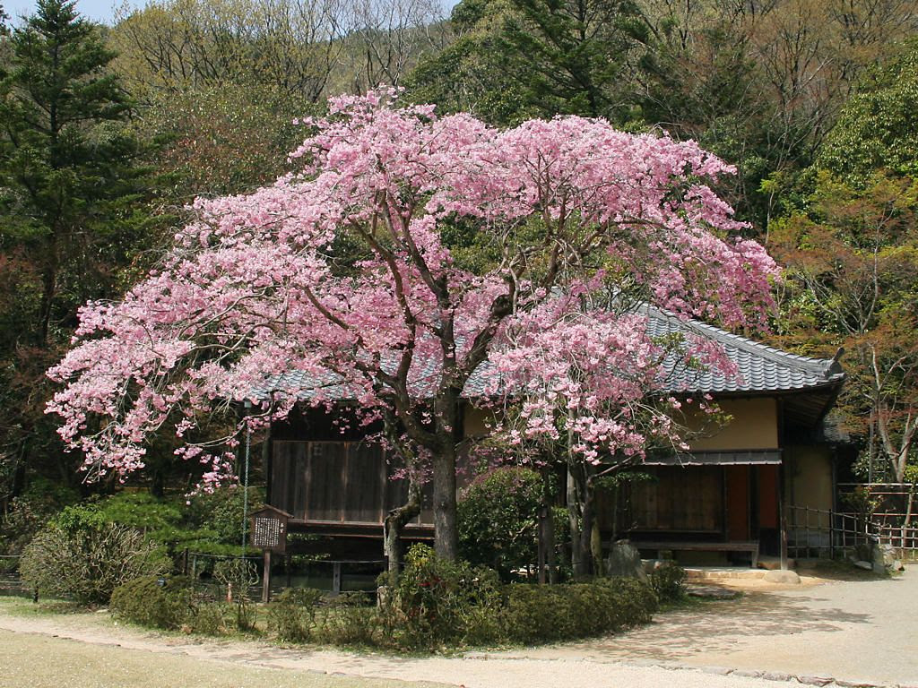 聚遠亭としだれ桜 壁紙写真集 無料写真素材