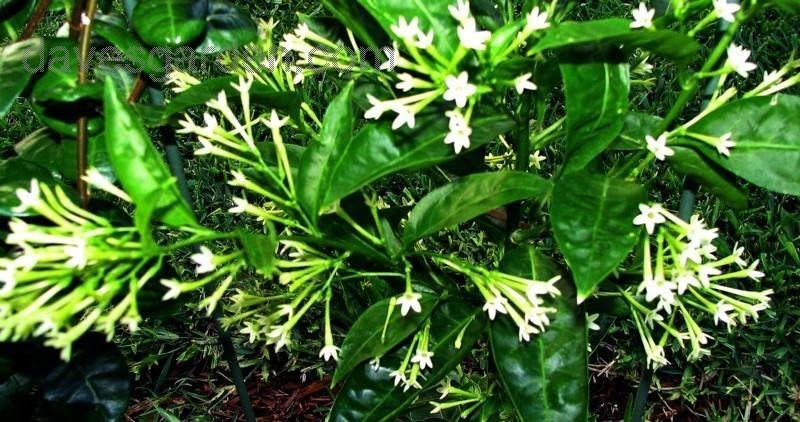 PlantFiles Pictures: Night Blooming Jasmine, Night Scented Jessamine, Queen of the Night 