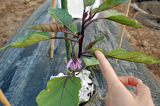 ナスのわき芽掻き 3本仕立ての連続摘心 で栽培します 子供と楽しむ たかみん菜園ライフ