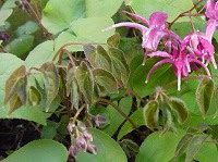 ３月２１日の誕生花 イカリソウ 錨草 碇草 の花言葉 君を離さない 錨を上げて咲く優美な花の 旅立ち 弥生おばさんのガーデニングノート 花と緑の365日 楽天ブログ