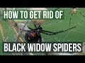 How Many Eyes Does A Black Widow Spider Have - Creepy Is In The Eye Of The Beholder Pests In The Urban Landscape Anr Blogs - Widow spiders (genus latrodectus) are found in many places on the globe.