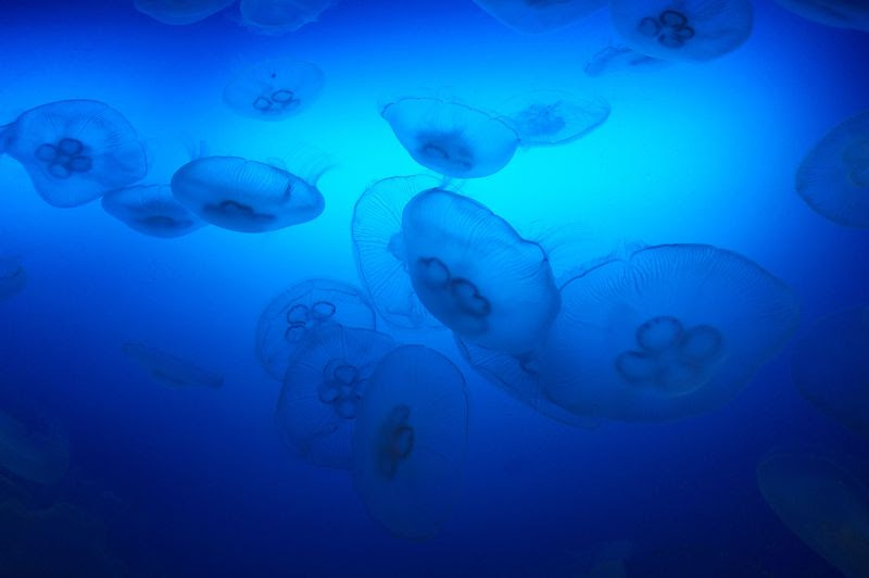 お疲れ女子にはクラゲが効く 新江ノ島水族館でゆるゆると舞うクラゲに癒されよう 神奈川県 トラベルjp 旅行ガイド