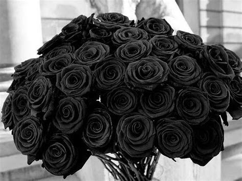 gambar bunga mawar hitam  cantik mawar hitam