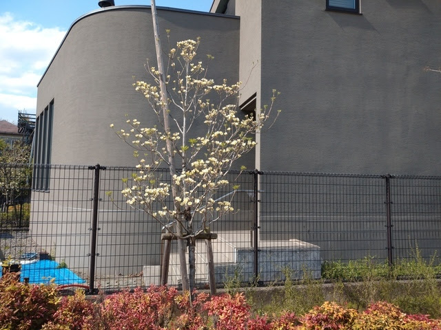 針葉樹 常葉樹 落葉樹 で最適な剪定時期は異なります 東京の植木屋 伐採 剪定なら中野区の植木屋生活総合サービス